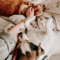 pościel psy - MUMLA